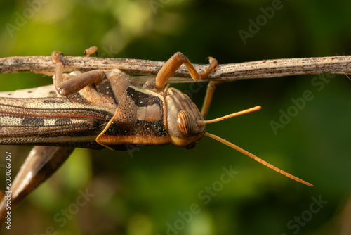 Photography Detailed macro shot of a large grasshopper clinging upside down on a dry twig in