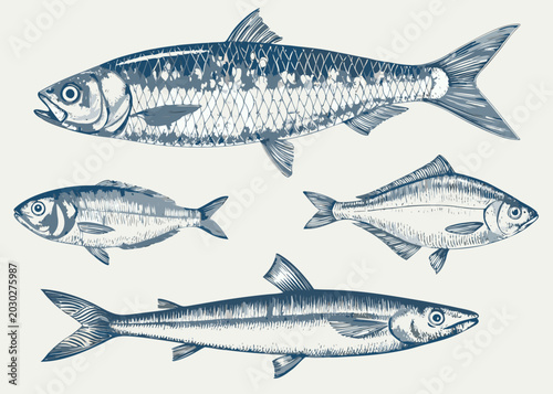 Photography Four fish illustrations in blue ink sketch style