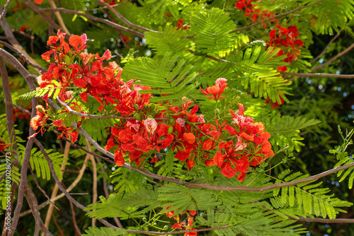 Slika na platnu Red royal poinciana flamboyant tree in full bloom with clusters of bright red fl
