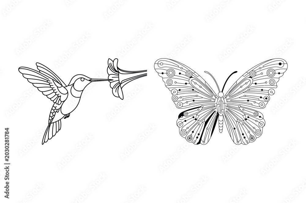 Fototapeta premium Hummingbird feeding from flower with butterfly nature vector illustration, butterfly