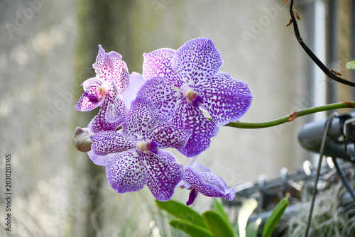Photos ヒスイラン　Vanda