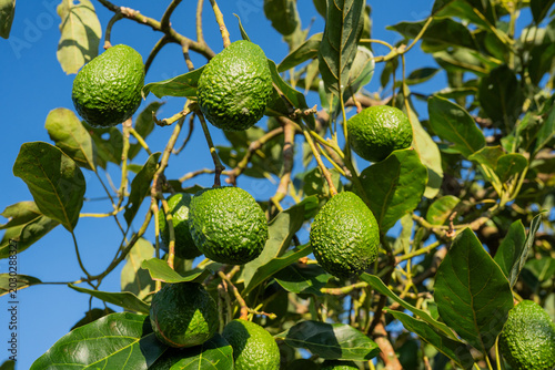 Tableau sur toile Aguacates verdes creciendo en árbol bajo luz natural y cielo azul