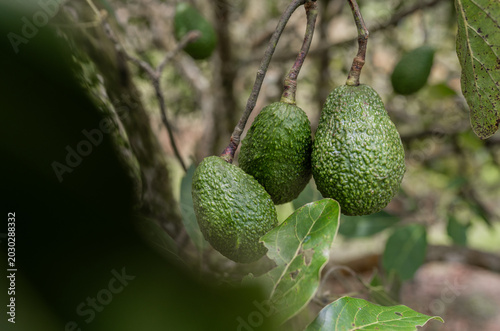 Fotografie Aguacates verdes creciendo en árbol durante cultivo agrícola natural al aire lib