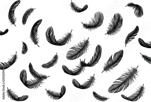 Weightless black feathers suspended in the air on white background