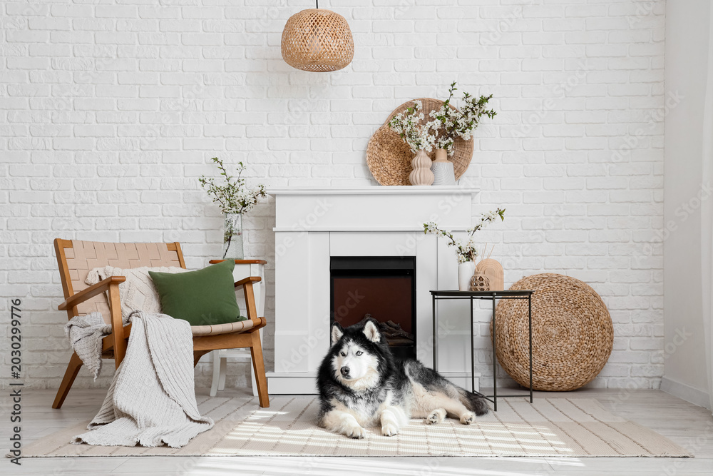 Fototapeta premium Cute Husky dog lying on carpet and vases with blooming branches in living room