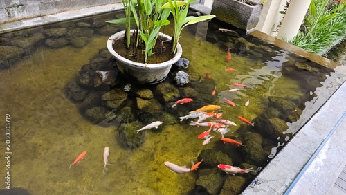 Obraz na plátne Colorful koi fish swimming in a clear ornamental pond surrounded by stones and tropical plants, creating a peaceful garden atmosphere