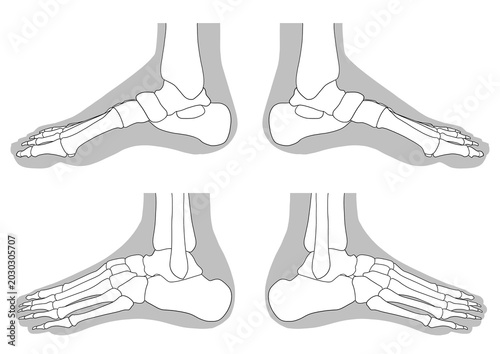 Human foot bone anatomy, (lateral view)