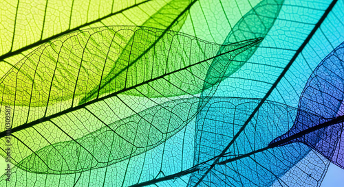 Detailed vibrant colored leaf skeletons backdrop
