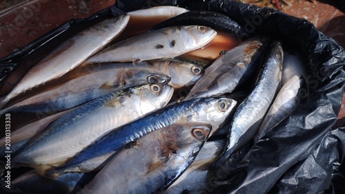 Foto Freshly caught school of mackerel fish in a black plastic bag, a common sight at