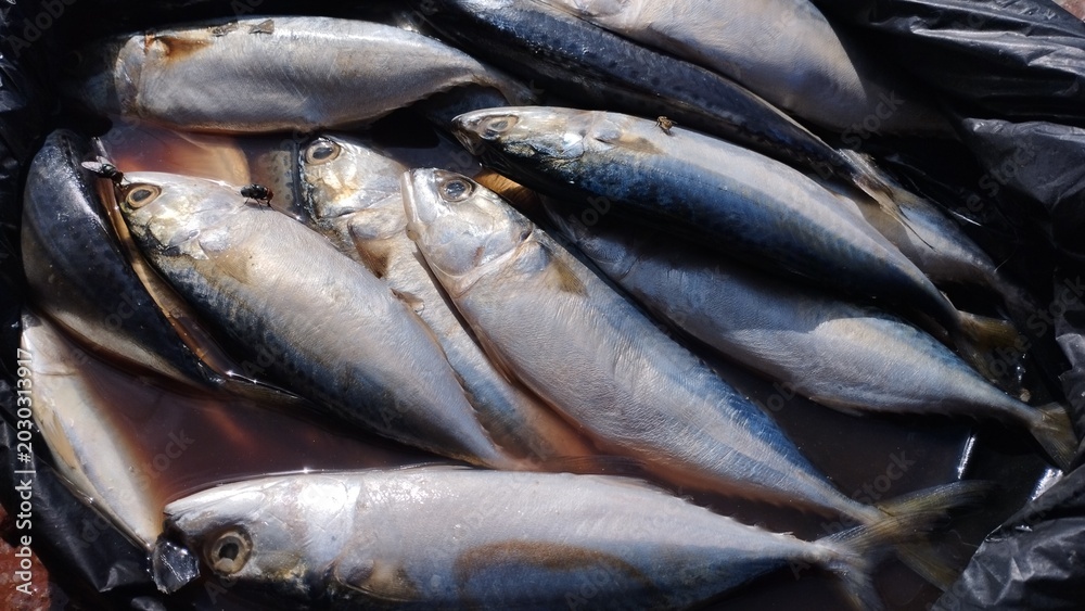 Obraz premium Raw fresh mackerel fish in black container, close up seafood market scene, traditional market, protein source background.