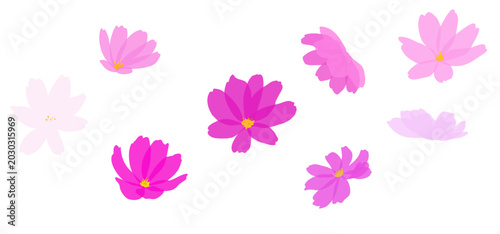 ピンク色のコスモスの花の手描きイラスト素材
