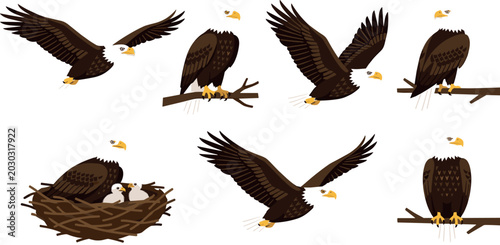 Fotografie American bald eagle vector set featuring wild predatory birds soaring flying per