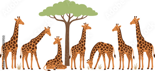 Canvas Print African safari wildlife vector illustration featuring a group of giraffes standi
