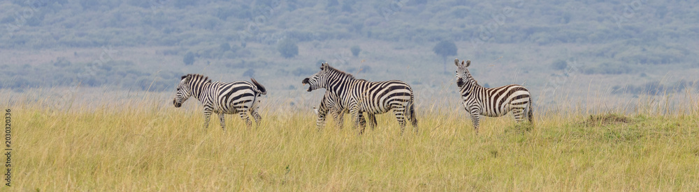 Obraz premium Herd of Plains Zebra in Masai Mara National Park in East Africa Kenya KEN