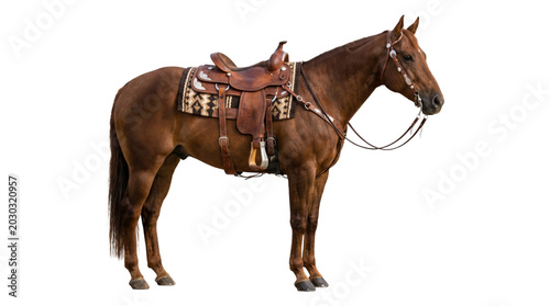 Quadro su tela Stately brown quarter horse standing in full profile view with western saddle and bridle on png background