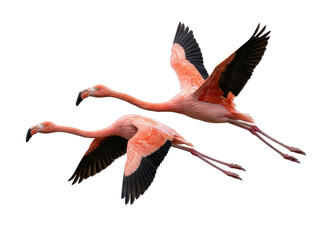 Two vibrant pink flamingos gracefully flying in unison against a clean white background, captured in a dynamic side profile.