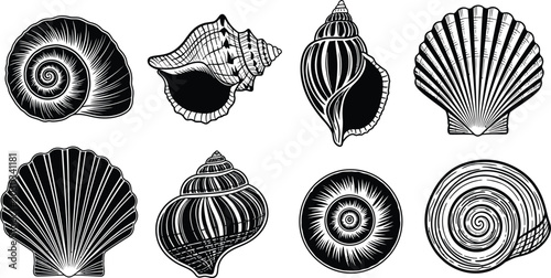 Foto Collection of black and white line of various seashells and spiral shells nautil