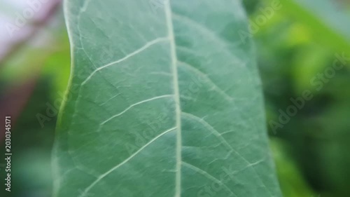Macro Close Up of Green Cassava Leaf Texture and Veins