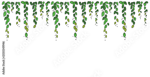 Photos Green leaves hanging vine pattern on white background