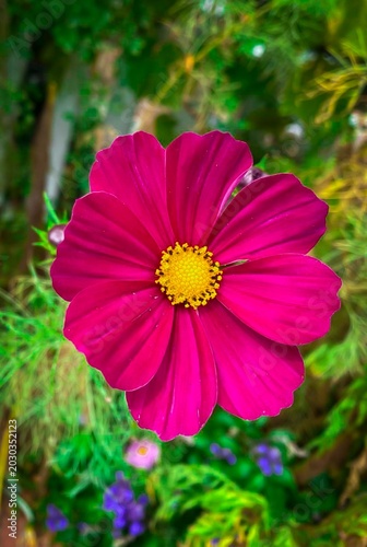 Cosmos bipinnatus, Cosmos fucsia