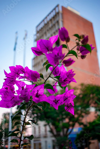  planta Bougainvillea