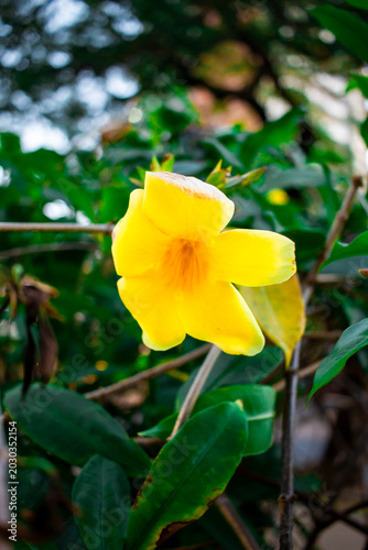 flor amarilla Allamanda cathartica