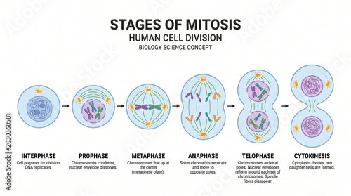 Photography Human cell division mitosis isolated on white background, biology science concep