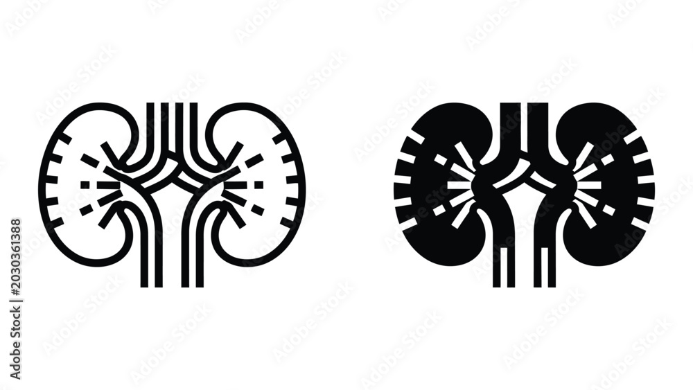 Fototapeta premium Kidney anatomy with blood vessels illustration