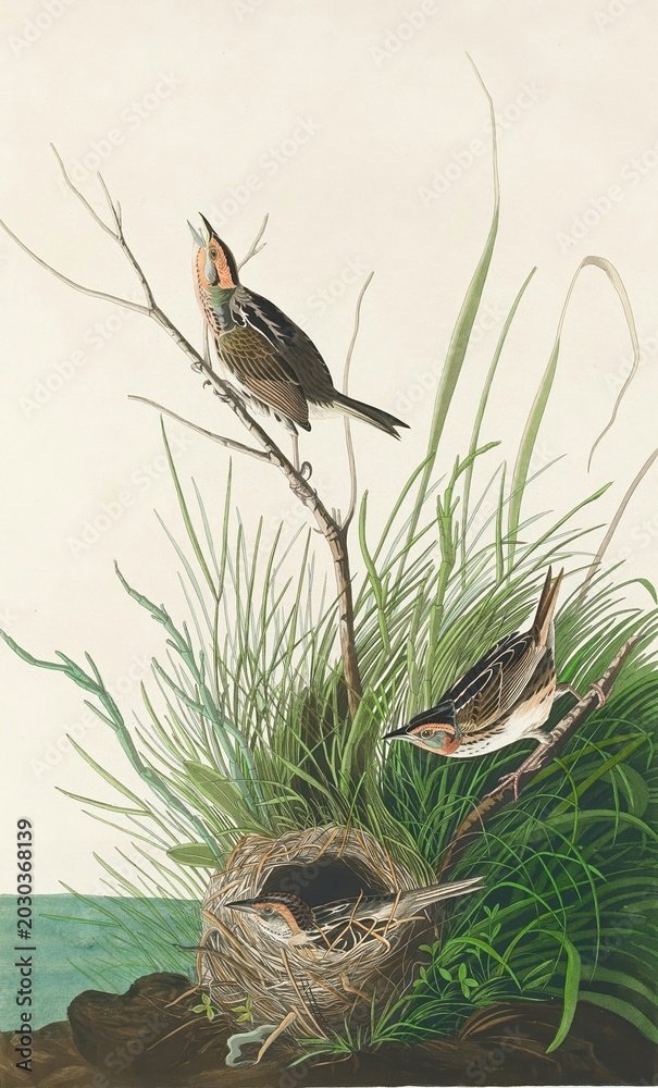 Fototapeta premium bird on the nest