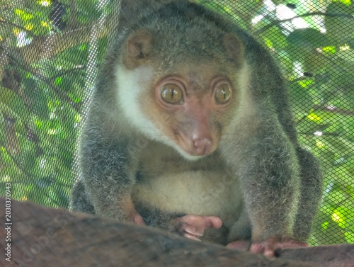 Bilde på lerret Close-up portrait of a cuscus marsupial perched inside a mesh enclosure, showcasing large eyes, soft fur, and conservation-focused wildlife care in a tropical setting
