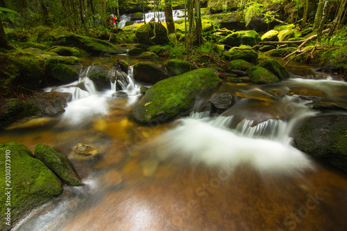 A stream in the green forest during the rainy season