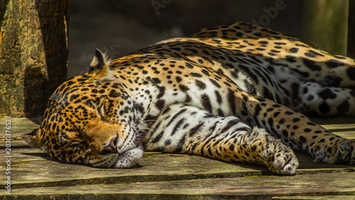 Bild auf Leinwand jaguar descansando bajo el sol cálido de la mañana