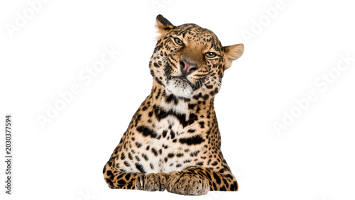 Photos cheetah, tiger, isolated on white