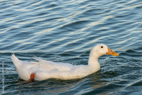 Konstfotografi American Pekin Duck swimming in the water close up with copy space