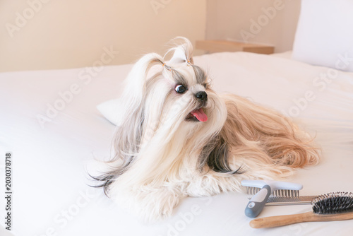 Adorable long-haired Shih Tzu dog on bed beside grooming brushes, looking sideways with an excited expression.