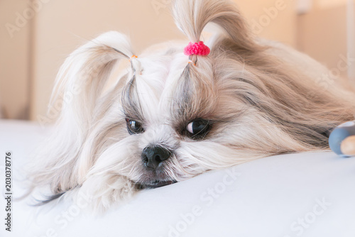 Close-up portrait of well-groomed long-haired Shih Tzu dog with top knot ponytail lying on bed.