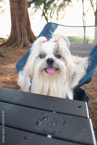 Cute portrait of long-haired Shih Tzu dog sitting on camping chair outdoors.