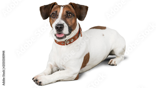 Foto jack russell terrier