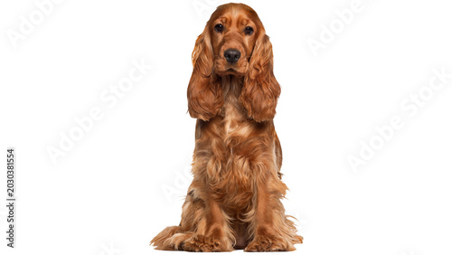 Foto dachshund on white background