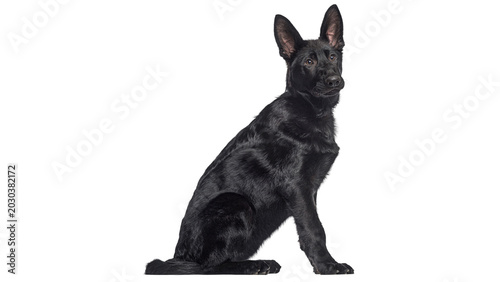 Quadro su tela shepherd, german, dog, breed PNG, on Transparent background