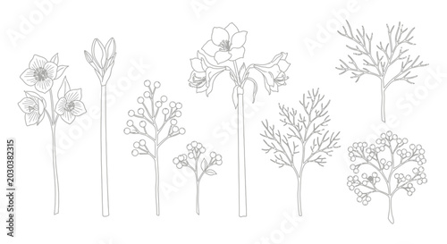 Detailed botanical plant line drawings collection.
