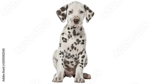 Quadro em tela jack russell terrier