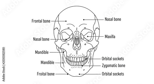 Foto Human Skull Anatomy Diagram Illustration.