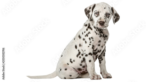 Fotografie dalmatian puppy isolated on white