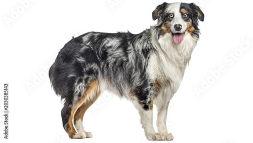 Quadro su tela bernese mountain dog