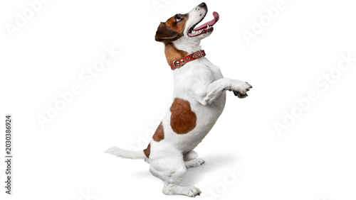 Obraz na płótnie jack russell terrier sitting on the floor