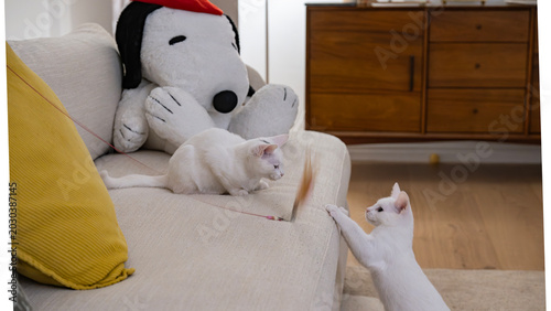 two white kittens play time with Snnopy in background