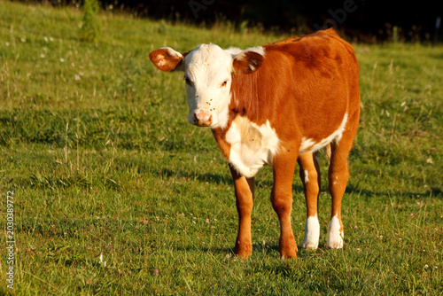 Fotografía A calf is standing in a field along the Blue Ridge Parkway in North Carolina on