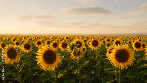Sunflowers field in natural landscape scenery.