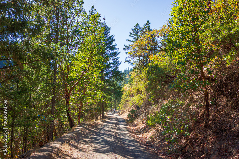 Fototapeta premium Biking Up A Fire Road In Autumn